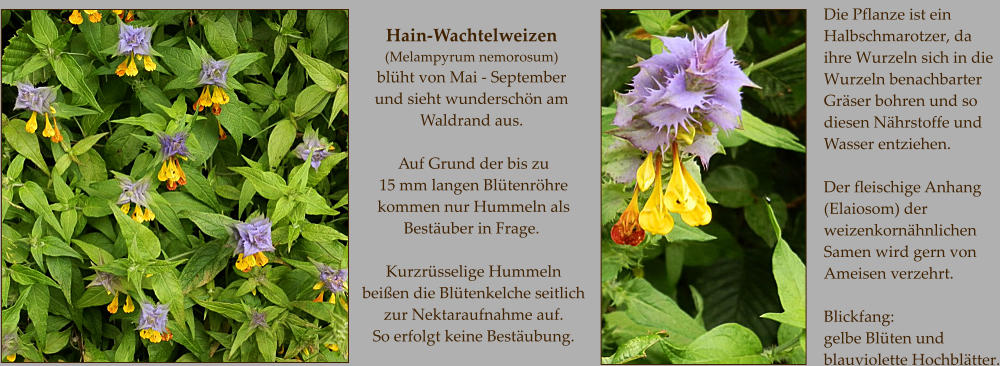 Hain-Wachtelweizen (Melampyrum nemorosum) blüht von Mai - September und sieht wunderschön am Waldrand aus.  Auf Grund der bis zu  15 mm langen Blütenröhre kommen nur Hummeln als Bestäuber in Frage.  Kurzrüsselige Hummeln  beißen die Blütenkelche seitlich zur Nektaraufnahme auf. So erfolgt keine Bestäubung. Die Pflanze ist ein Halbschmarotzer, da  ihre Wurzeln sich in die Wurzeln benachbarter Gräser bohren und so diesen Nährstoffe und Wasser entziehen.  Der fleischige Anhang (Elaiosom) der weizenkornähnlichen Samen wird gern von Ameisen verzehrt.  Blickfang: gelbe Blüten und blauviolette Hochblätter.