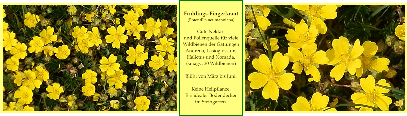 Frühlings-Fingerkraut (Potentilla neumanniana)  Gute Nektar- und Pollenquelle für viele Wildbienen der Gattungen Andrena, Lasioglossum, Halictus und Nomada. (smagy: 30 Wildbienen)  Blüht von März bis Juni.  Keine Heilpflanze. Ein idealer Bodendecker  im Steingarten.