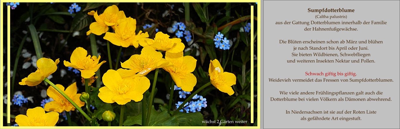 Sumpfdotterblume (Caltha palustris) aus der Gattung Dotterblumen innerhalb der Familie  der Hahnenfußgewächse.  Die Blüten erscheinen schon ab März und blühen  je nach Standort bis April oder Juni. Sie bieten Wildbienen, Schwebfliegen  und weiteren Insekten Nektar und Pollen.  Schwach giftig bis giftig. Weidevieh vermeidet das Fressen von Sumpfdotterblumen.  Wie viele andere Frühlingspflanzen galt auch die  Dotterblume bei vielen Völkern als Dämonen abwehrend.  In Niedersachsen ist sie auf der Roten Liste  als gefährdete Art eingestuft. wächst 2 Gärten weiter
