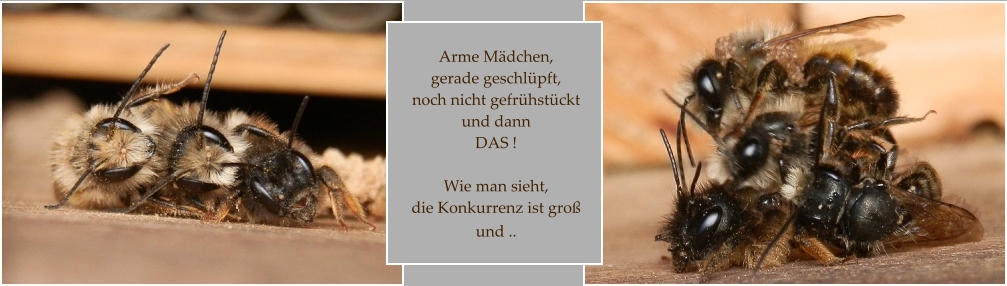 Arme Mädchen, gerade geschlüpft,  noch nicht gefrühstückt  und dann  DAS !  Wie man sieht, die Konkurrenz ist groß  und ..