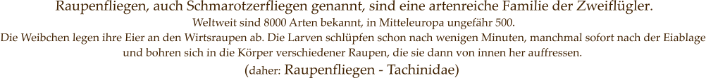 Raupenfliegen, auch Schmarotzerfliegen genannt, sind eine artenreiche Familie der Zweiflügler. Weltweit sind 8000 Arten bekannt, in Mitteleuropa ungefähr 500. Die Weibchen legen ihre Eier an den Wirtsraupen ab. Die Larven schlüpfen schon nach wenigen Minuten, manchmal sofort nach der Eiablage und bohren sich in die Körper verschiedener Raupen, die sie dann von innen her auffressen.  (daher: Raupenfliegen - Tachinidae)