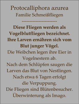 Protocalliphora azurea Familie Schmeißfliegen ----------------------- Diese Fliegen werden als Vogelblutfliegen bezeichnet. Ihre Larven ernähren sich vom  Blut junger Vögel.  Die Weibchen legen ihre Eier in Vogelnestern ab.  Nach dem Schlüpfen saugen die Larven das Blut von Nestlingen. Nach etwa 6 Tagen erfolgt  die Verpuppung.  Die Fliegen sind Blütenbesucher. Überwinterung als Imago.