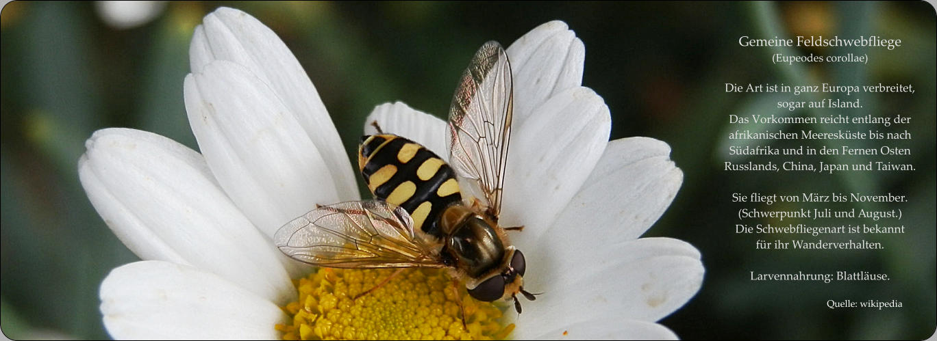 Gemeine Feldschwebfliege (Eupeodes corollae)  Die Art ist in ganz Europa verbreitet,  sogar auf Island.  Das Vorkommen reicht entlang der afrikanischen Meeresküste bis nach Südafrika und in den Fernen Osten Russlands, China, Japan und Taiwan.  Sie fliegt von März bis November.  (Schwerpunkt Juli und August.) Die Schwebfliegenart ist bekannt  für ihr Wanderverhalten.   Larvennahrung: Blattläuse.  Quelle: wikipedia