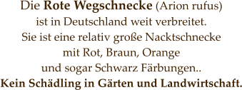 Die Rote Wegschnecke (Arion rufus)  ist in Deutschland weit verbreitet.  Sie ist eine relativ große Nacktschnecke  mit Rot, Braun, Orange  und sogar Schwarz Färbungen.. Kein Schädling in Gärten und Landwirtschaft.