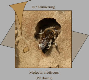 Melecta albifrons  (Pelzbiene)   zur Erinnerung