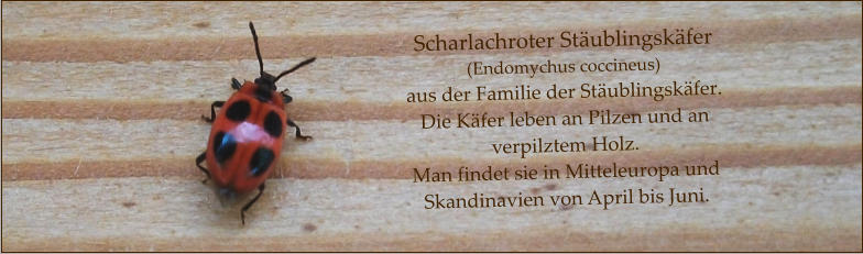 Scharlachroter Stäublingskäfer (Endomychus coccineus) aus der Familie der Stäublingskäfer. Die Käfer leben an Pilzen und an verpilztem Holz. Man findet sie in Mitteleuropa und Skandinavien von April bis Juni.
