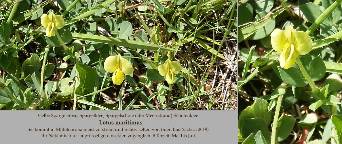 Gelbe Spargelerbse, Spargelklee, Spargelschote oder Meer(strand)-Schotenklee     Lotus maritimus Sie kommt in Mitteleuropa meist zerstreut und relativ selten vor. (hier: Bad Sachsa, 2019) Ihr Nektar ist nur langrüsseligen Insekten zugänglich. Blühzeit: Mai bis Juli
