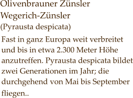Olivenbrauner Zünsler Wegerich-Zünsler (Pyrausta despicata)  Fast in ganz Europa weit verbreitet und bis in etwa 2.300 Meter Höhe anzutreffen. Pyrausta despicata bildet zwei Generationen im Jahr; die durchgehend von Mai bis September fliegen..
