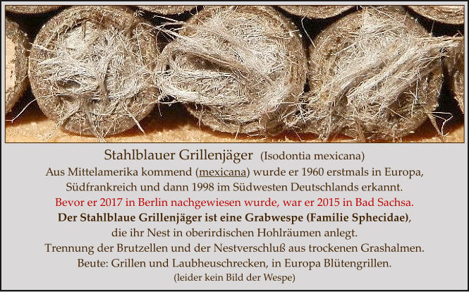 Stahlblauer Grillenjäger  (Isodontia mexicana) Aus Mittelamerika kommend (mexicana) wurde er 1960 erstmals in Europa,  Südfrankreich und dann 1998 im Südwesten Deutschlands erkannt. Bevor er 2017 in Berlin nachgewiesen wurde, war er 2015 in Bad Sachsa. Der Stahlblaue Grillenjäger ist eine Grabwespe (Familie Sphecidae),  die ihr Nest in oberirdischen Hohlräumen anlegt.  Trennung der Brutzellen und der Nestverschluß aus trockenen Grashalmen.  Beute: Grillen und Laubheuschrecken, in Europa Blütengrillen. (leider kein Bild der Wespe)