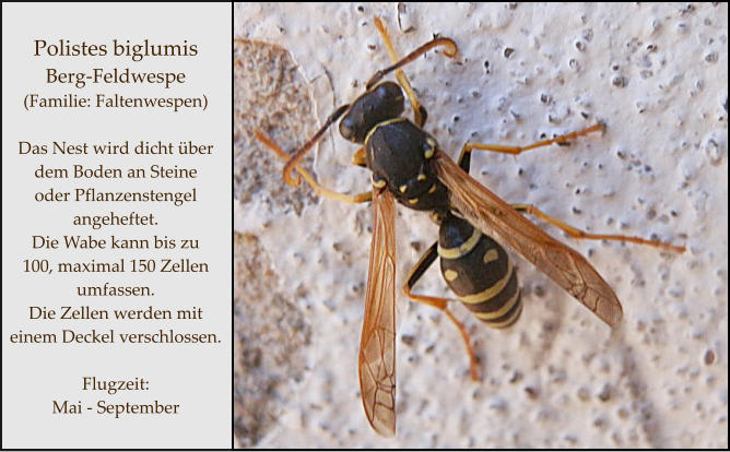 Polistes biglumis Berg-Feldwespe (Familie: Faltenwespen)  Das Nest wird dicht über  dem Boden an Steine  oder Pflanzenstengel angeheftet.  Die Wabe kann bis zu  100, maximal 150 Zellen umfassen. Die Zellen werden mit einem Deckel verschlossen.  Flugzeit: Mai - September