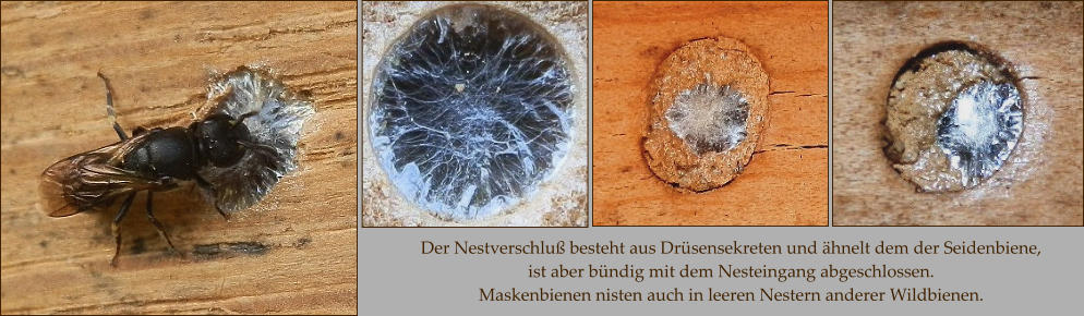 Der Nestverschluß besteht aus Drüsensekreten und ähnelt dem der Seidenbiene,  ist aber bündig mit dem Nesteingang abgeschlossen.  Maskenbienen nisten auch in leeren Nestern anderer Wildbienen.