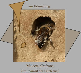 Melecta albifrons  (Brutparasit der Pelzbiene)   zur Erinnerung