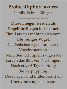 Protocalliphora azurea Familie Schmeißfliegen ----------------------- Diese Fliegen werden als Vogelblutfliegen bezeichnet. Ihre Larven ernähren sich vom  Blut junger Vögel.  Die Weibchen legen ihre Eier in Vogelnestern ab.  Nach dem Schlüpfen saugen die Larven das Blut von Nestlingen. Nach etwa 6 Tagen erfolgt  die Verpuppung.  Die Fliegen sind Blütenbesucher. Überwinterung als Imago.