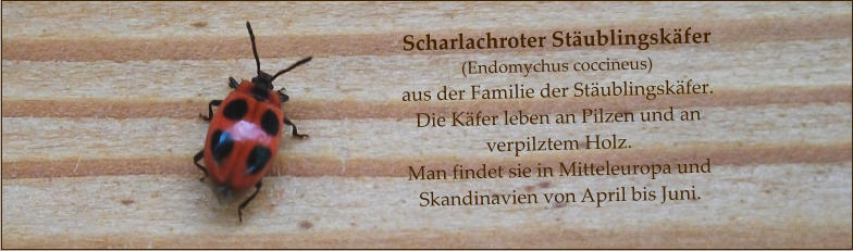 Scharlachroter Stäublingskäfer (Endomychus coccineus) aus der Familie der Stäublingskäfer. Die Käfer leben an Pilzen und an verpilztem Holz. Man findet sie in Mitteleuropa und Skandinavien von April bis Juni.