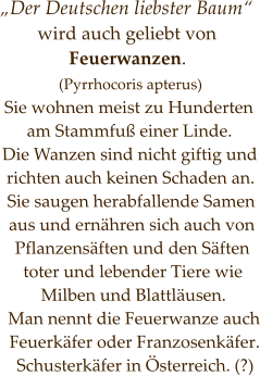 „Der Deutschen liebster Baum“  wird auch geliebt von Feuerwanzen.  (Pyrrhocoris apterus) Sie wohnen meist zu Hunderten am Stammfuß einer Linde. Die Wanzen sind nicht giftig und richten auch keinen Schaden an. Sie saugen herabfallende Samen aus und ernähren sich auch von Pflanzensäften und den Säften toter und lebender Tiere wie Milben und Blattläusen. Man nennt die Feuerwanze auch Feuerkäfer oder Franzosenkäfer. Schusterkäfer in Österreich. (?)