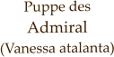 Puppe des Admiral (Vanessa atalanta)