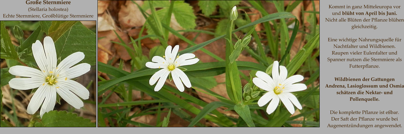 Große Sternmiere  (Stellaria holostea) Echte Sternmiere, Großblütige Sternmiere Kommt in ganz Mitteleuropa vor  und blüht von April bis Juni. Nicht alle Blüten der Pflanze blühen gleichzeitig.   Eine wichtige Nahrungsquelle für Nachtfalter und Wildbienen. Raupen vieler Eulenfalter und Spanner nutzen die Sternmiere als Futterpflanze.  Wildbienen der Gattungen  Andrena, Lasioglossum und Osmia schätzen die Nektar- und Pollenquelle.  Die komplette Pflanze ist eßbar.  Der Saft der Pflanze wurde bei Augenentzündungen angewendet.