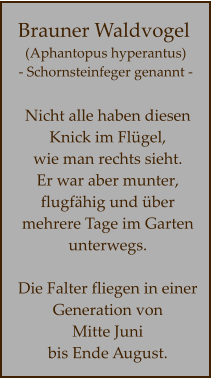 Nicht alle haben diesen  Knick im Flügel,  wie man rechts sieht.  Er war aber munter,  flugfähig und über  mehrere Tage im Garten  unterwegs.  Die Falter fliegen in einer Generation von  Mitte Juni  bis Ende August.      Brauner Waldvogel  (Aphantopus hyperantus)  - Schornsteinfeger genannt -