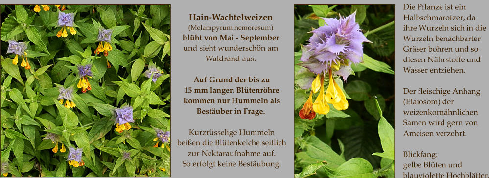 Hain-Wachtelweizen (Melampyrum nemorosum) blüht von Mai - September und sieht wunderschön am Waldrand aus.  Auf Grund der bis zu  15 mm langen Blütenröhre kommen nur Hummeln als Bestäuber in Frage.  Kurzrüsselige Hummeln  beißen die Blütenkelche seitlich zur Nektaraufnahme auf. So erfolgt keine Bestäubung. Die Pflanze ist ein Halbschmarotzer, da  ihre Wurzeln sich in die Wurzeln benachbarter Gräser bohren und so diesen Nährstoffe und Wasser entziehen.  Der fleischige Anhang (Elaiosom) der weizenkornähnlichen Samen wird gern von Ameisen verzehrt.  Blickfang: gelbe Blüten und blauviolette Hochblätter.
