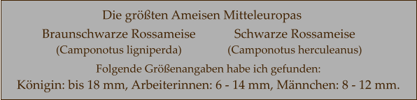 Die größten Ameisen Mitteleuropas Braunschwarze Rossameise   (Camponotus ligniperda)  Schwarze Rossameise   (Camponotus herculeanus)  Folgende Größenangaben habe ich gefunden:  Königin: bis 18 mm, Arbeiterinnen: 6 - 14 mm, Männchen: 8 - 12 mm.