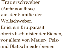 Trauerschweber (Anthrax anthrax) aus der Familie der Wollschweber. Er ist ein Brutparasit  oberirdisch nistender Bienen,  vor allem von Mauer-, Pelz-  und Blattschneiderbienen