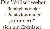 Die Wollschweber        - Bombylius major     - Bombylius minor         „kümmern“   sich um Erdnister.