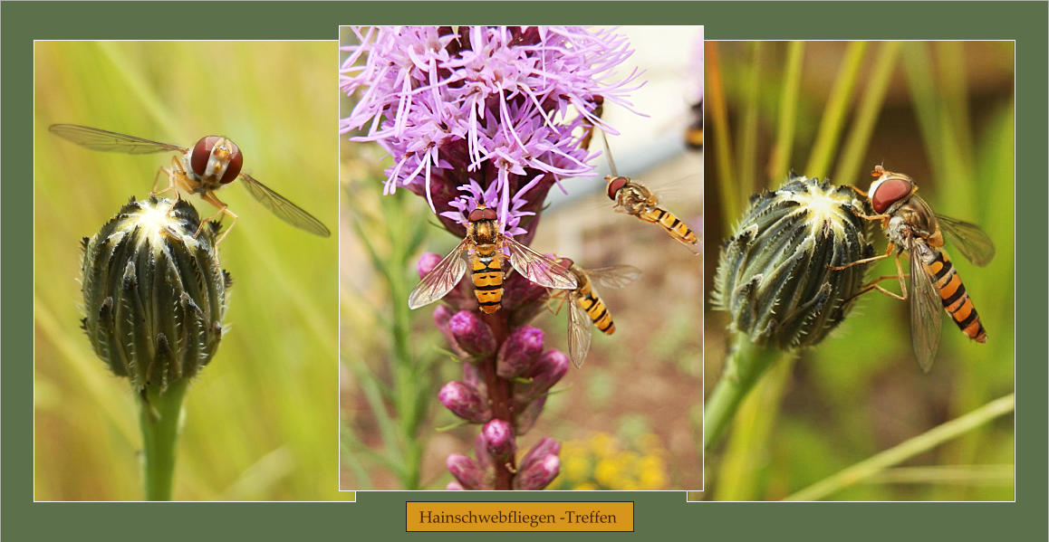Hainschwebfliegen -Treffen