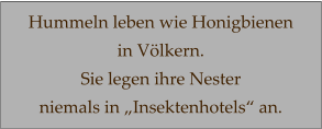Hummeln leben wie Honigbienen  in Völkern.  Sie legen ihre Nester  niemals in „Insektenhotels“ an.