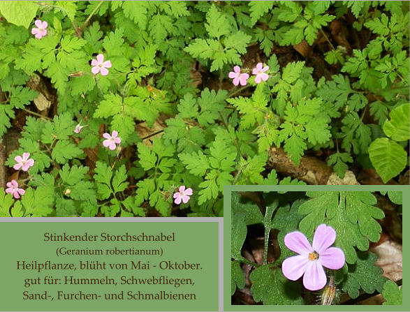 Stinkender Storchschnabel (Geranium robertianum) Heilpflanze, blüht von Mai - Oktober. gut für: Hummeln, Schwebfliegen, Sand-, Furchen- und Schmalbienen
