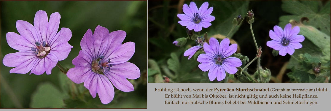 Frühling ist noch, wenn der Pyrenäen-Storchschnabel (Geranium pyrenaicum) blüht.  Er blüht von Mai bis Oktober, ist nicht giftig und auch keine Heilpflanze.  Einfach nur hübsche Blume, beliebt bei Wildbienen und Schmetterlingen.