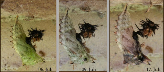 06. Juli 09. Juli 17. Juli