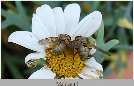 Mahlzeit !