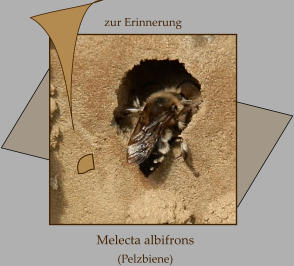 Melecta albifrons  (Pelzbiene)   zur Erinnerung