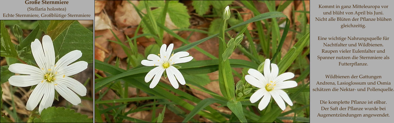 Große Sternmiere  (Stellaria holostea) Echte Sternmiere, Großblütige Sternmiere Kommt in ganz Mitteleuropa vor  und blüht von April bis Juni. Nicht alle Blüten der Pflanze blühen gleichzeitig.   Eine wichtige Nahrungsquelle für Nachtfalter und Wildbienen. Raupen vieler Eulenfalter und Spanner nutzen die Sternmiere als Futterpflanze.  Wildbienen der Gattungen  Andrena, Lasioglossum und Osmia schätzen die Nektar- und Pollenquelle.  Die komplette Pflanze ist eßbar.  Der Saft der Pflanze wurde bei Augenentzündungen angewendet.
